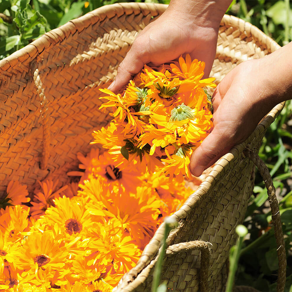 Calendula Remedy 100g - Expiry November 2023
